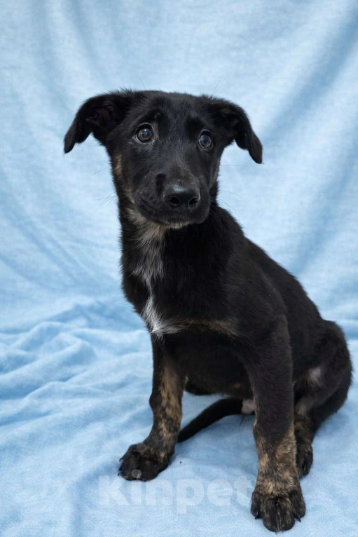 Собаки в Москве: Щенок мальчик Элвис ищет дом Мальчик, Бесплатно - фото 9