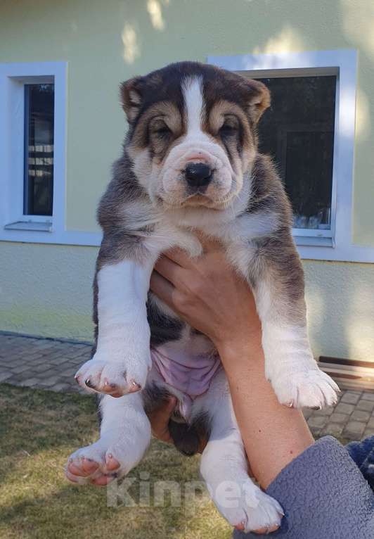 Собаки в Звенигороде: Щенки алабая Мальчик, 40 000 руб. - фото 3