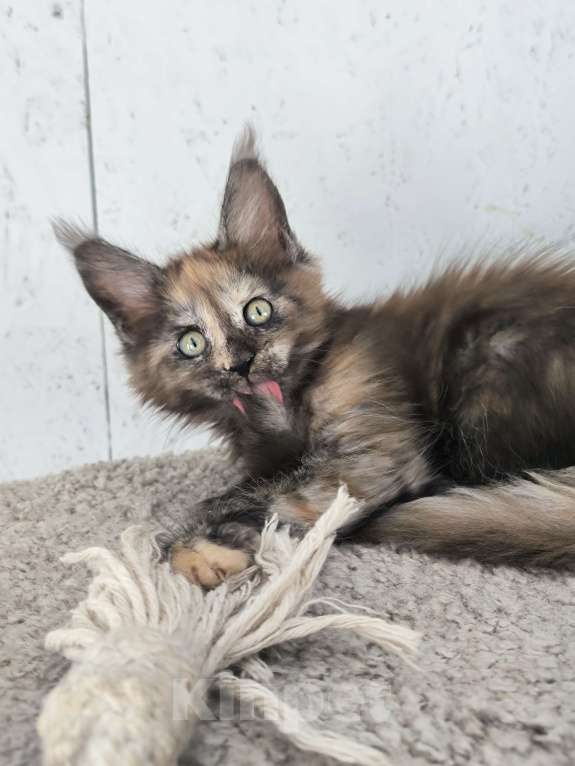 Кошки в Кемерово: Пинки Пай девочка Мейн-кун Девочка, 15 000 руб. - фото 4