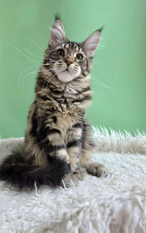 Кошки в Ижевске: Котята мейн-кун Мальчик, 50 000 руб. - фото 1