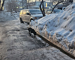 Собаки в Москве: Ищу хозяина Мальчик, Бесплатно - фото 4
