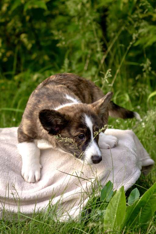 Собаки в Кемерово: Девочка вельш корги кардиган Девочка, 60 000 руб. - фото 5