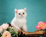 Кошки в Москве: Британский котик Мальчик, 35 000 руб. - фото 2