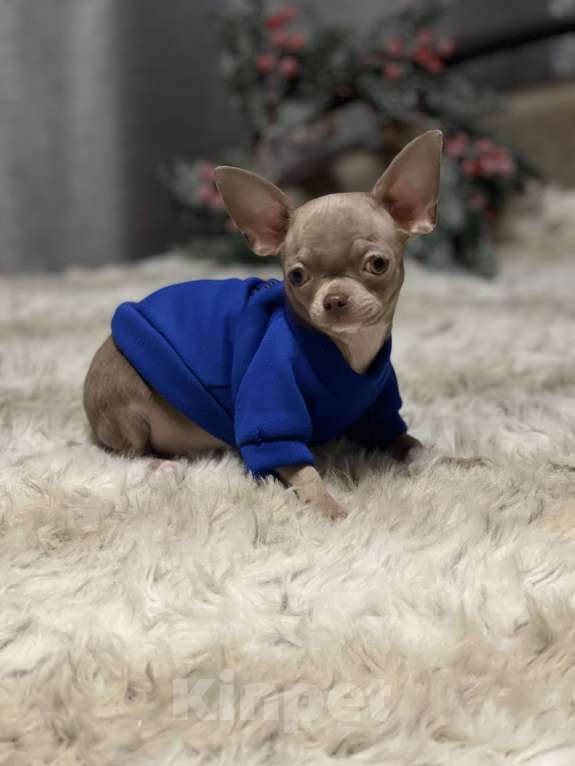 Собаки в Люберцах: Чихуахуа лиловый Мальчик, 45 000 руб. - фото 6