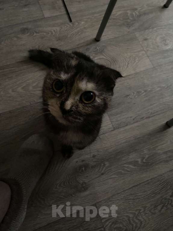 Кошки в Пскове: Шотландская вислоухая кошка Девочка, Бесплатно - фото 2