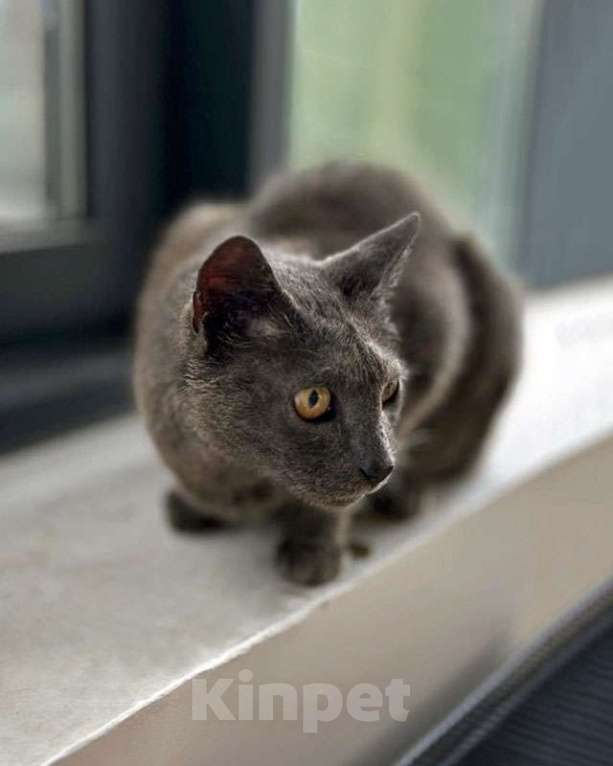 Кошки в Москве: Гера ищет дом: доверчивое сердце, которое верит в людей вопреки всему Мальчик, Бесплатно - фото 5