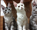 Кошки в Новосибирске: Котята мейн кунчики, серебро Мальчик, Бесплатно - фото 1