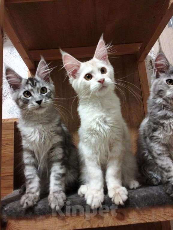 Кошки в Новосибирске: Котята мейн кунчики, серебро Мальчик, Бесплатно - фото 1