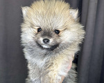 Собаки в Калининграде:  порода померанский шпиц Мальчик, 35 000 руб. - фото 3