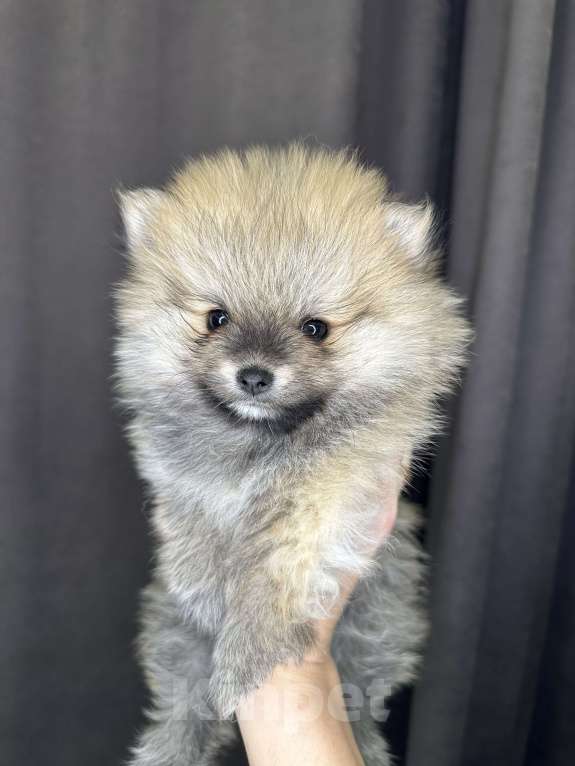 Собаки в Калининграде:  порода померанский шпиц Мальчик, 35 000 руб. - фото 3