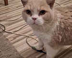 Кошки в Подольске: Отдам в добрые руки двух домашних котиков Разнополые, Бесплатно - фото 1