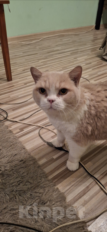 Кошки в Подольске: Отдам в добрые руки двух домашних котиков Разнополые, Бесплатно - фото 1