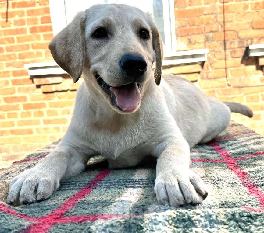 Собаки в Краснодаре: Щенки лабрадора палевые Мальчик, 25 000 руб. - фото 3