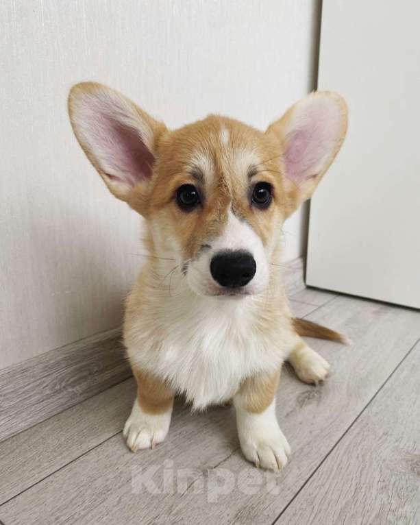 Собаки в Москве: Щенок вельш корги пемброк 3 месяца Мальчик, Бесплатно - фото 2