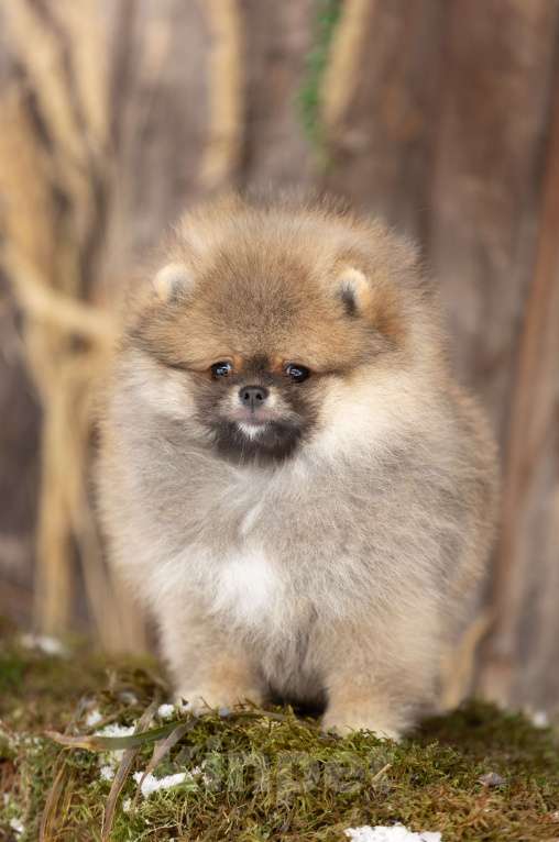 Собаки в Лобне: Медвежонок Мальчик, 50 000 руб. - фото 2