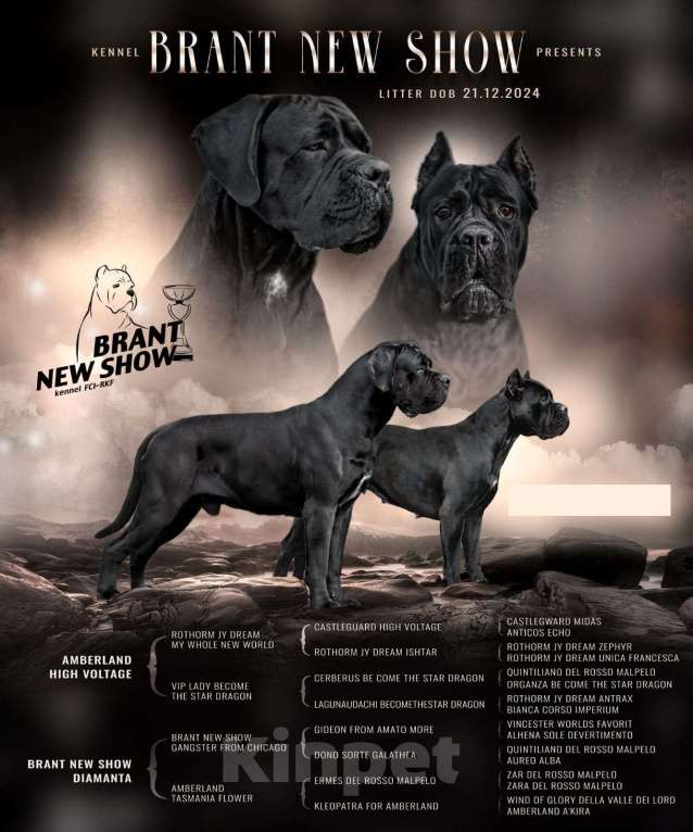 Собаки в Ярославле: Кане корсо полностью черный мальчик  Мальчик, 90 000 руб. - фото 3