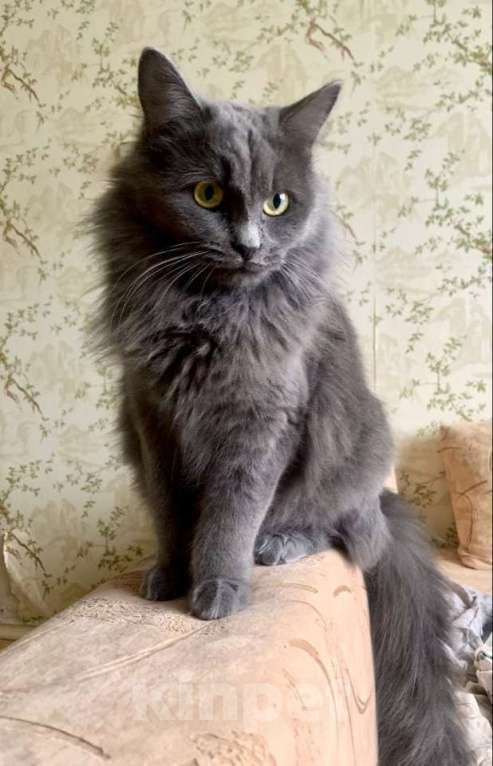 Кошки в Москве: Пушистая кошка в добрые руки Девочка, Бесплатно - фото 5