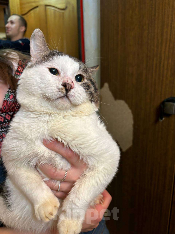 Кошки в Москве: Возьмите Пупса! Мальчик, Бесплатно - фото 3