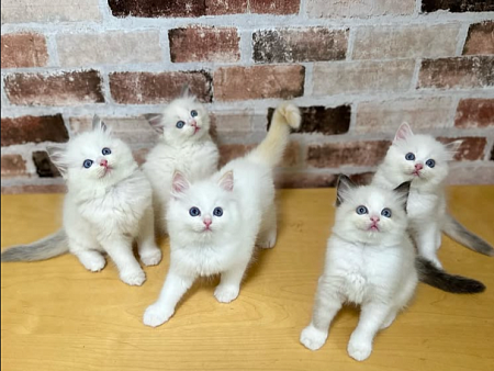 Самые нежные Рэгдолл 