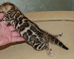Кошки в Москве: Бенгальская кошечка. Девочка, 60 000 руб. - фото 2