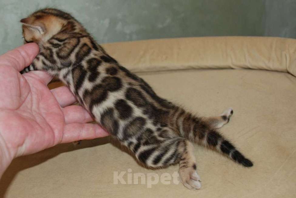 Кошки в Москве: Бенгальская кошечка. Девочка, 60 000 руб. - фото 2