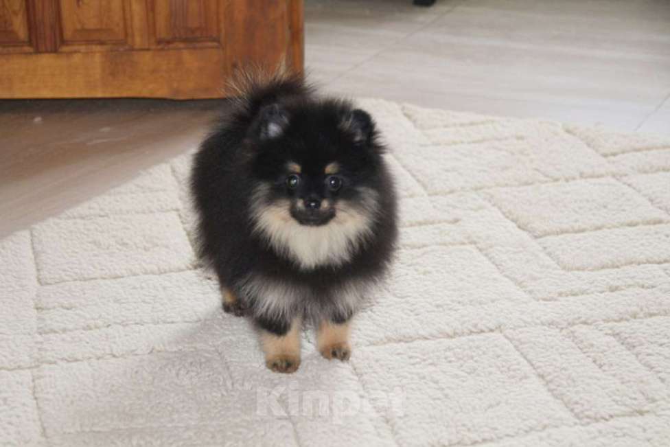 Собаки в Раменском: Девочка шпица Девочка, 60 000 руб. - фото 2