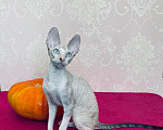 Кошки в Губкине: Чудесный котик Мальчик, 50 000 руб. - фото 2