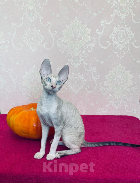 Кошки в Губкине: Чудесный котик Мальчик, 50 000 руб. - фото 2