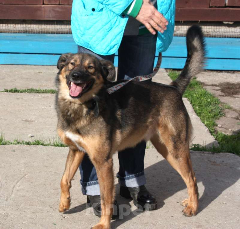 Собаки в Москве: Классный мальчишка Тимка ждет свою семью Мальчик, Бесплатно - фото 6