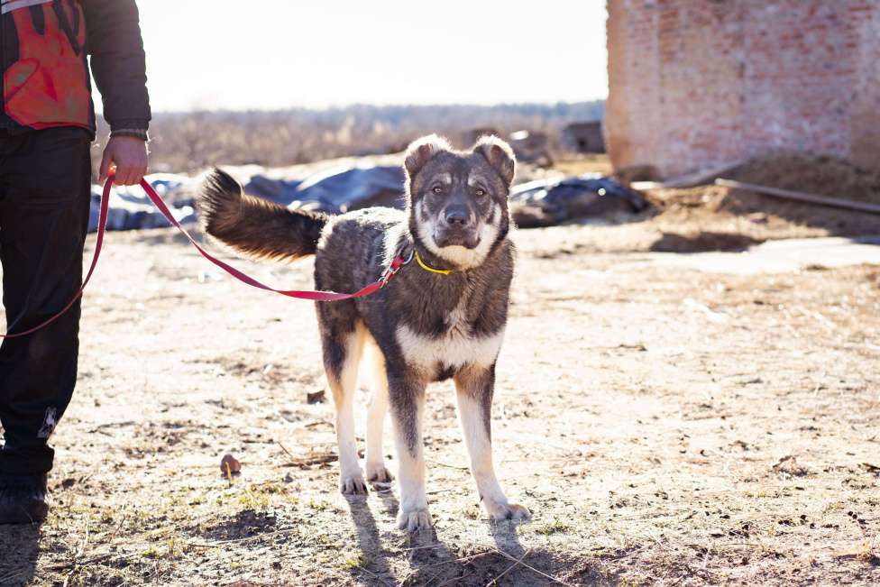 Собаки в Москве: Пёс, избежавший усыпления ищет дом! Мальчик, Бесплатно - фото 5