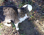 Кошки в Орлове: Дуся, Бесплатно - фото 1