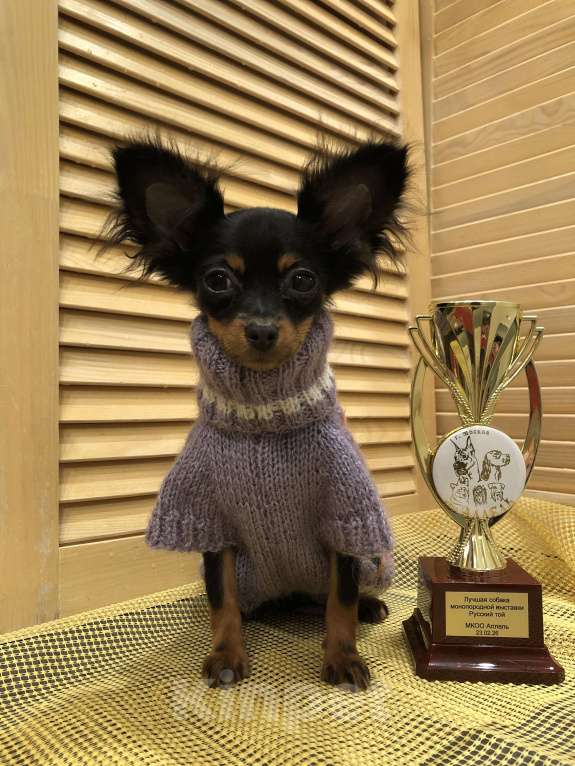 Собаки в Москве: Щенок девочка Девочка, 65 000 руб. - фото 2