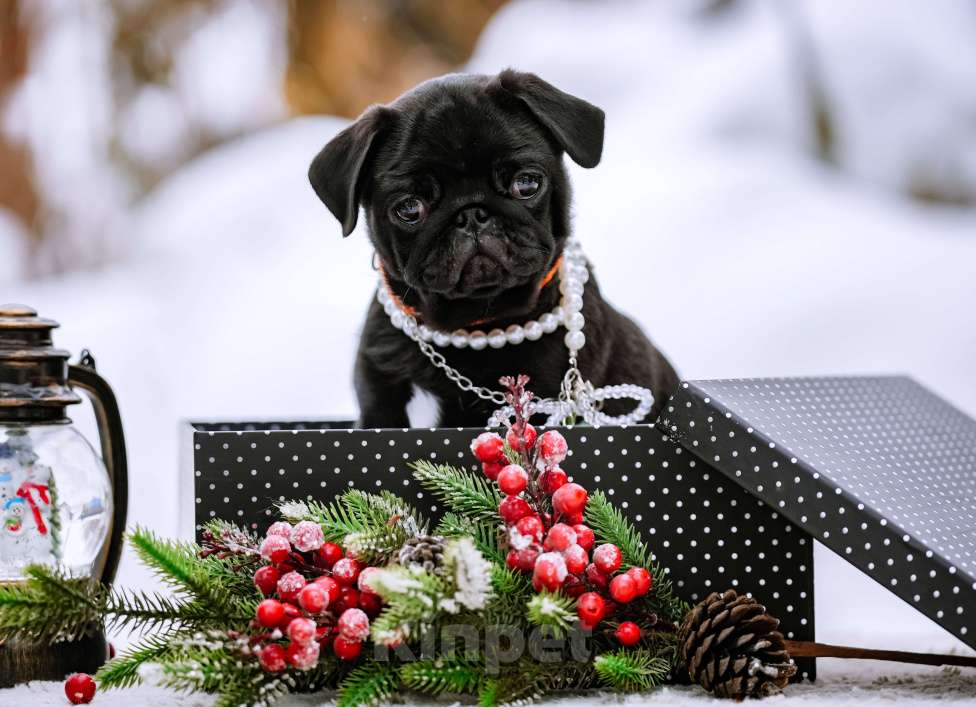 Собаки в Новосибирске: Мопс Сильвана Ветрокрылая Девочка, 60 000 руб. - фото 1