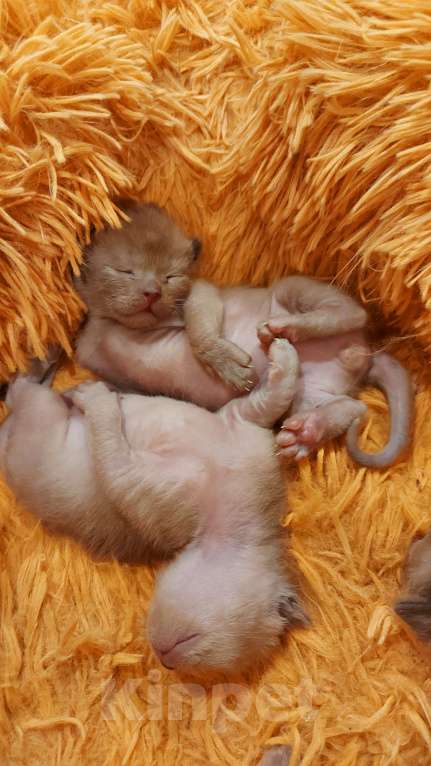 Кошки в Москве: Бурманские котята Девочка, 70 000 руб. - фото 2