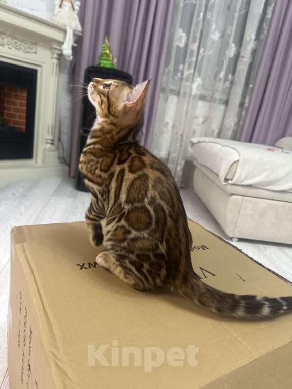 Кошки в других городах Московской области: Бенгальская Кошечка Браун, носитель снега Девочка, 97 000 руб. - фото 9