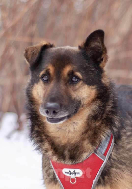 Собаки в Москве: Обычный пёс Войт, мечтающий о счастье Мальчик, Бесплатно - фото 1