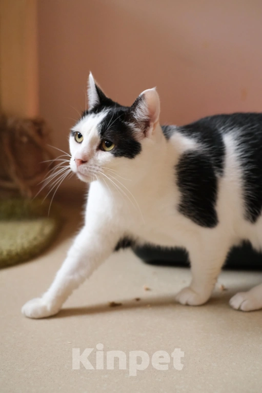 Кошки в Санкт-Петербурге: Марфа Сергеевна из приюта в добрые руки Девочка, Бесплатно - фото 5