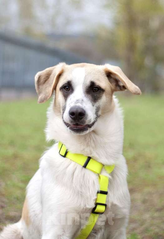 Собаки в Москве: Малыш Стич необычного окраса в поисках семьи Мальчик, Бесплатно - фото 3