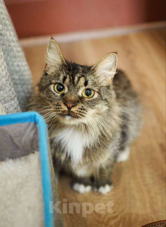 Кошки в Москве: кошка Марыся ищет дом Девочка, Бесплатно - фото 2