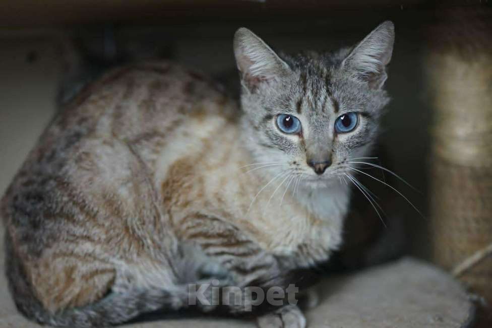 Кошки в Малоархангельске: Арамис ищет дом 1 год, 100 руб. - фото 1