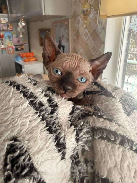 Кошки в других городах Волгоградской области: Маленькое солнышко  Мальчик, 15 000 руб. - фото 2