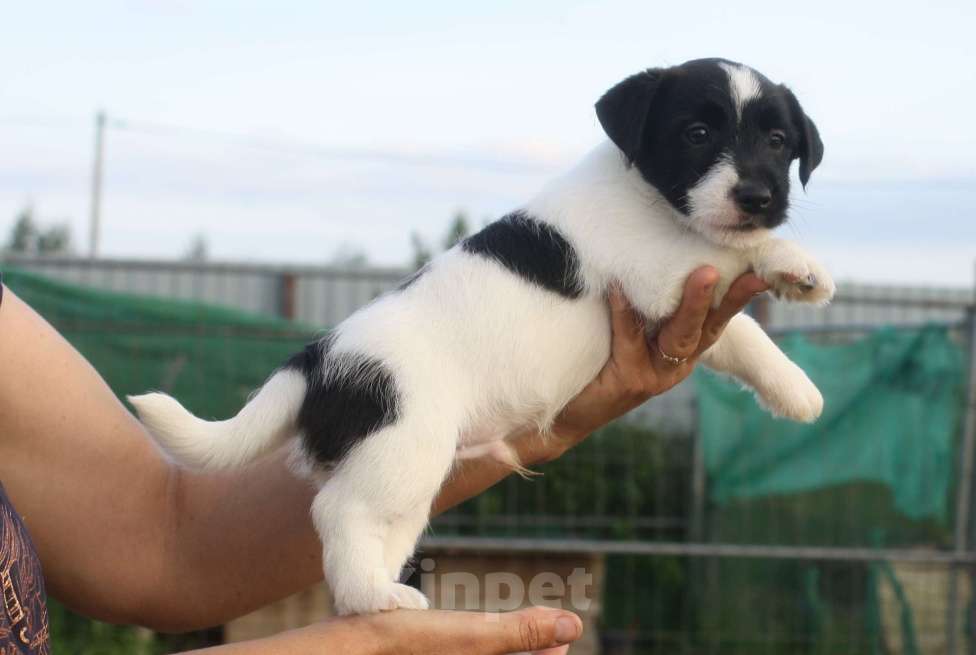 Собаки в Всеволожске: ММ ТАМТАЙ ЧЕРНЫЙ БАРХАТ  Мальчик, 45 000 руб. - фото 3