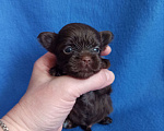 Собаки в Москве: Щенки -мальчики цветного йорка Мальчик, 35 000 руб. - фото 1