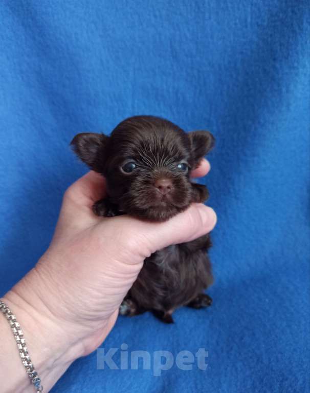 Собаки в Москве: Щенки -мальчики цветного йорка Мальчик, 35 000 руб. - фото 1