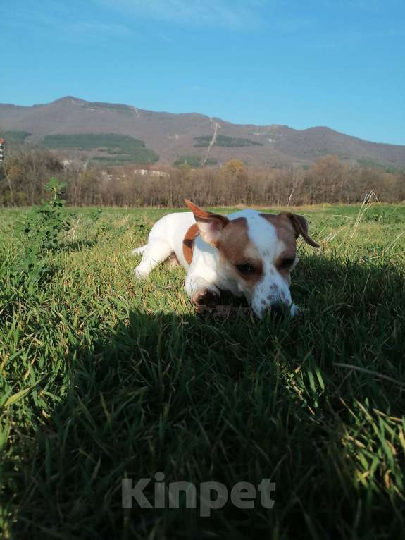 Собаки в Геленджике: Вязка, случка  Мальчик, 5 000 руб. - фото 1