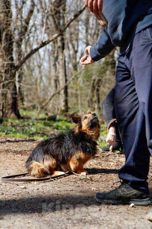 Собаки в других городах Московской области: Я Крош! ))) Мальчик, Бесплатно - фото 7
