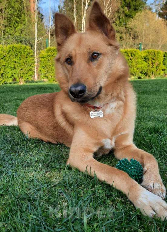 Собаки в других городах Московской области: Собака в добрые руки Мальчик, Бесплатно - фото 3