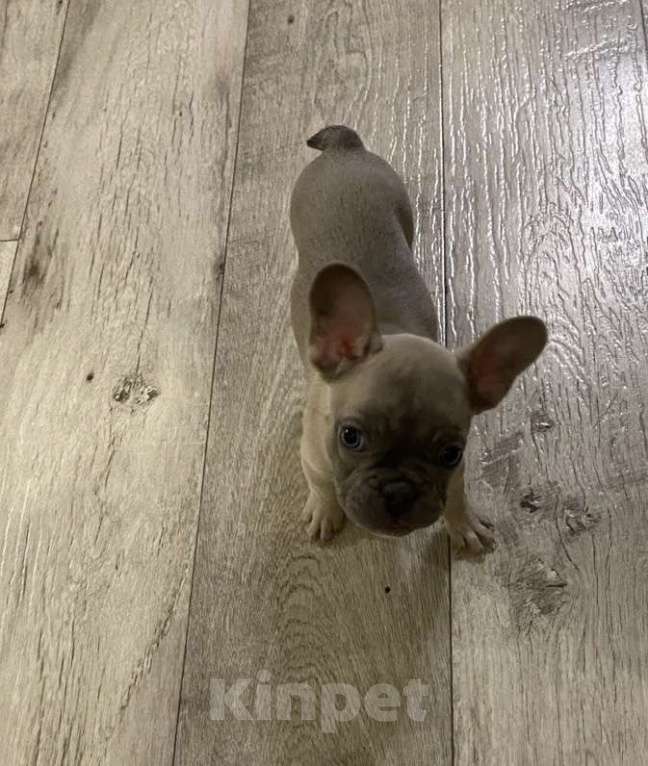 Собаки в Белокурихе: Щенок французского бульдога, девочка  Девочка, Бесплатно - фото 1