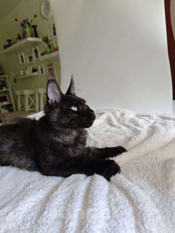 Кошки в Чайковском: Мальчик Мейн кун.  MCO окрас- ns черный дым Мальчик, 45 000 руб. - фото 3