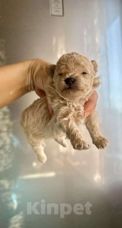 Собаки в Ростове-на-Дону: Мальтипу девочки Девочка, 70 000 руб. - фото 6